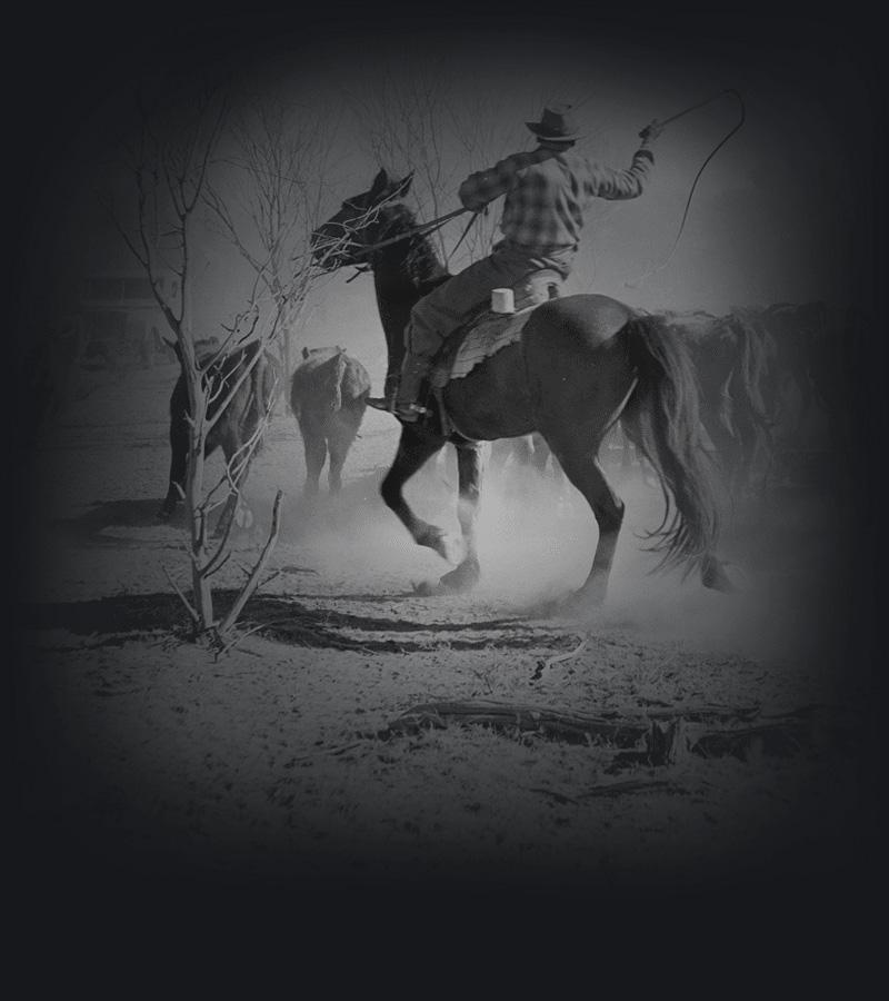  Stockman with whip droving cattle in the Northern Territory, 1954.