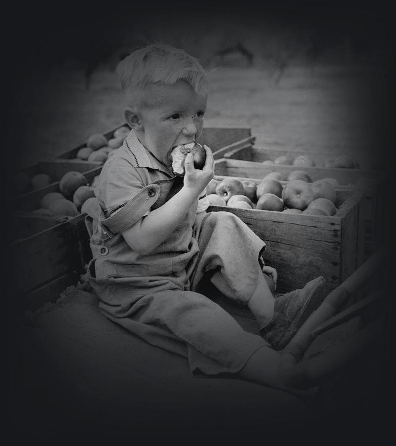 A child eats an apple among wooden crates brimming with freshly picked apples.