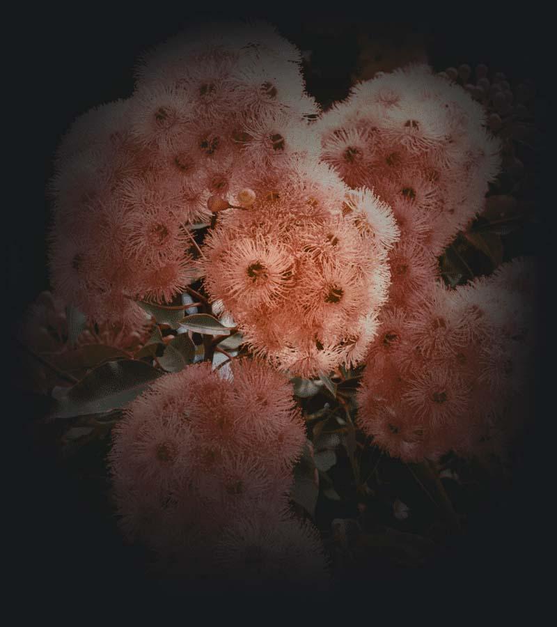 Native shrub with dark pink flowers.