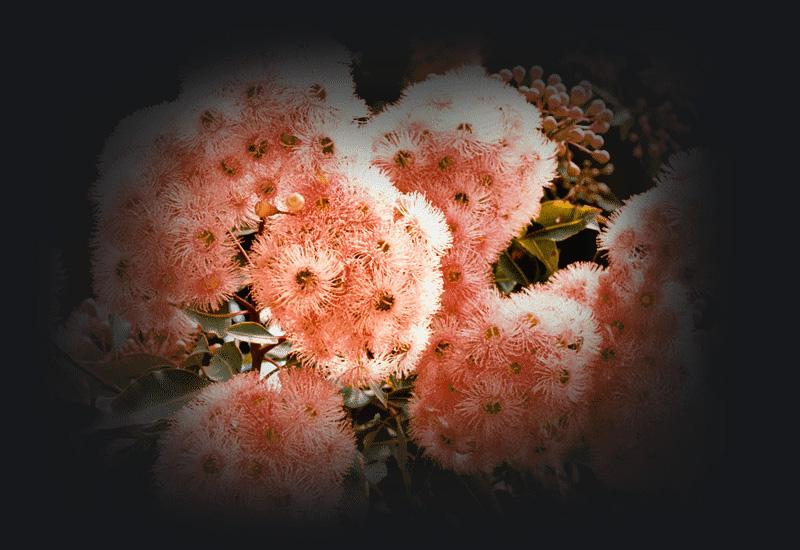 A native shrub with clustered pink flowers. 