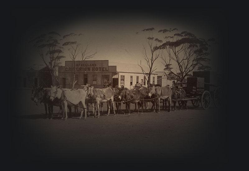 A team of mules harnessed to a wagon