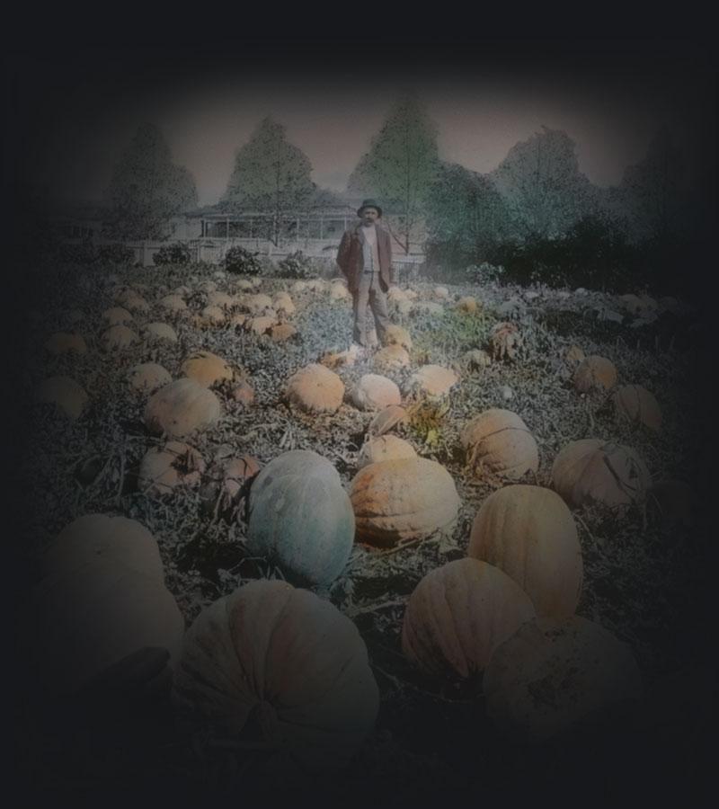 A man standing among pumpkins in a field.