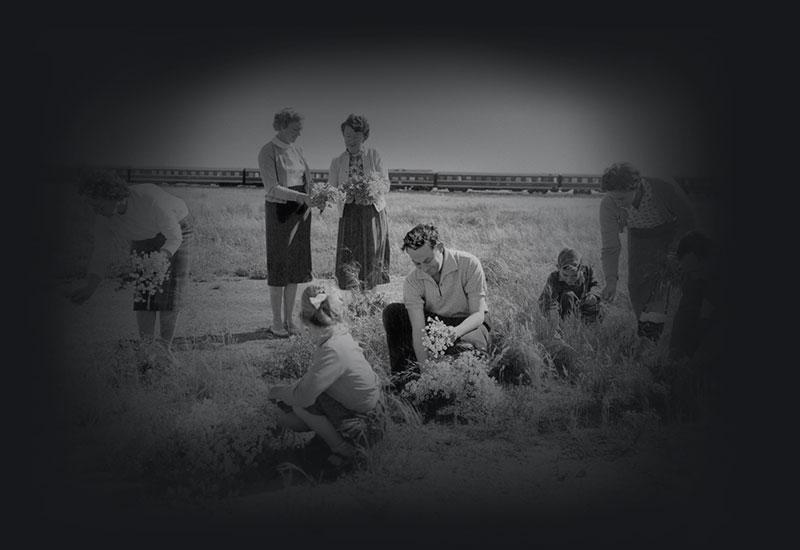 Passengers from a train picking wild flowers