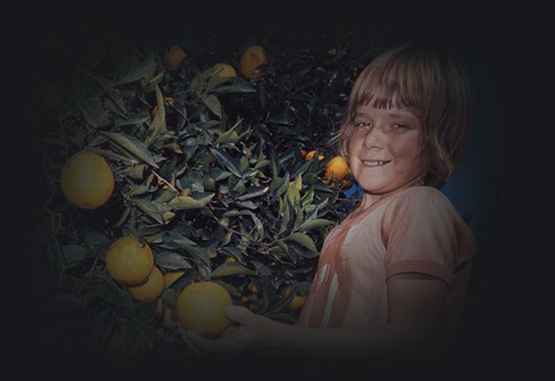 Orchards - Harvesting oranges, Gayndah, Queensland - 15 Aug 1973