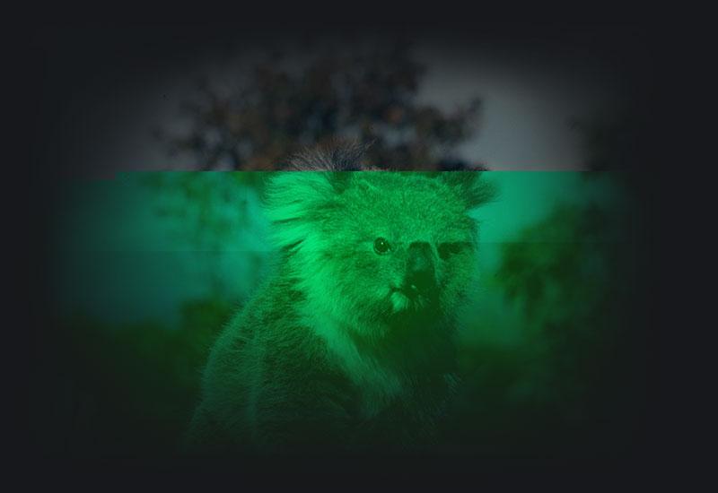 A koala image showing digital artifacts.