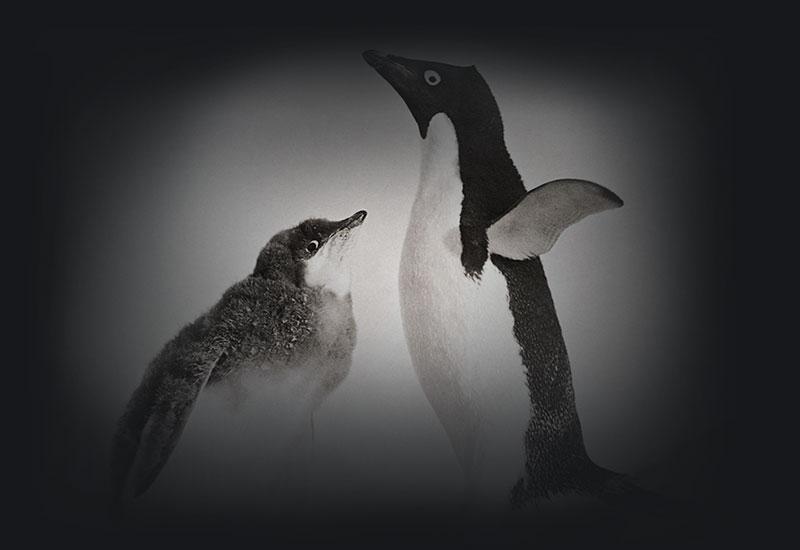 A penguin and chick.