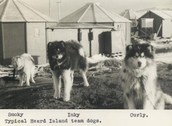 3 huskies standing near prefabricated huts.