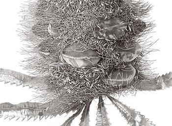 Drawing of Banksia seritafolia
