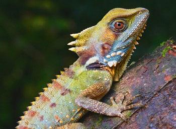 Close up of a forest dragon. Photo by  Stanley and Kaisa Breeden.