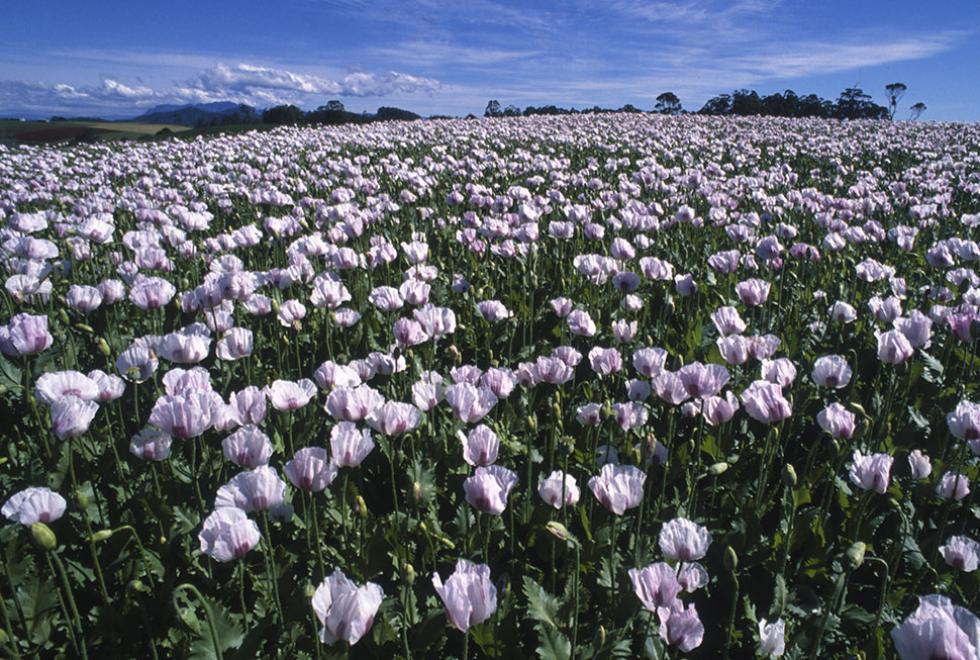 Colour photograph – Poppy flowers grown in Tasmania, 1989.