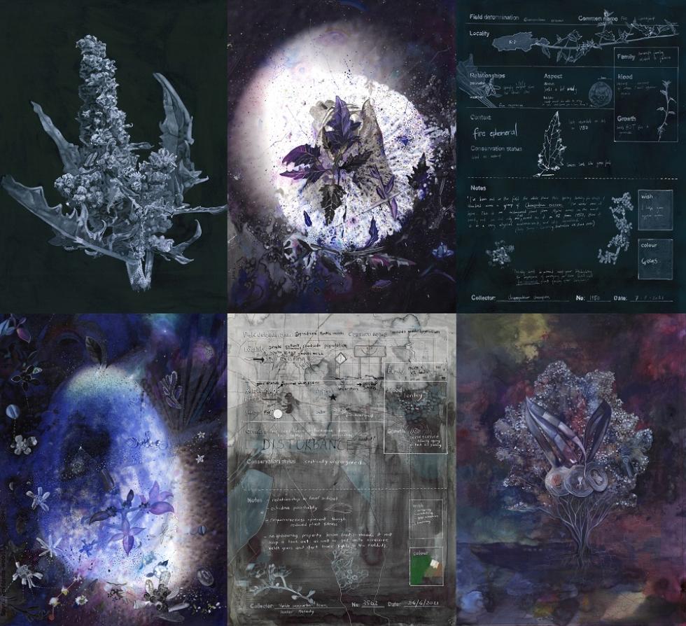 Six panels of drawings of plants, in blues, greys and blacks.