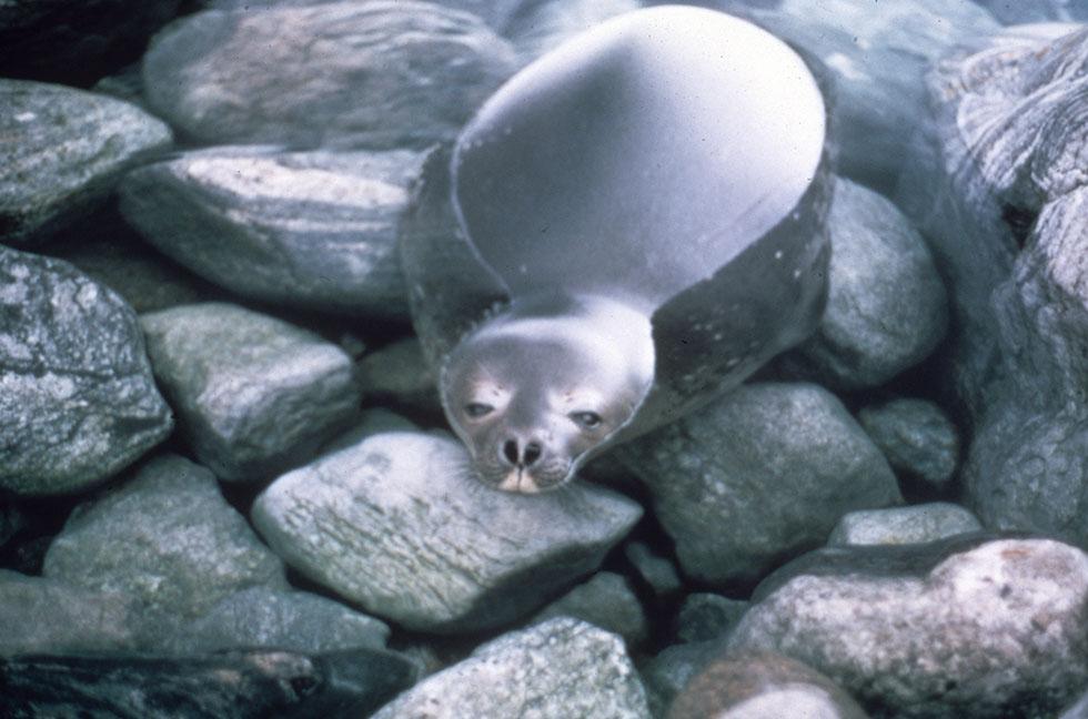 A Weddell seal in shallow Antarctic waters blending in with grey underwater rocks. ,