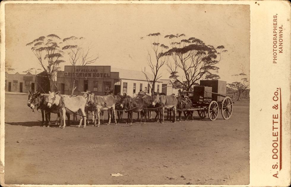 Mules attached to a wagon