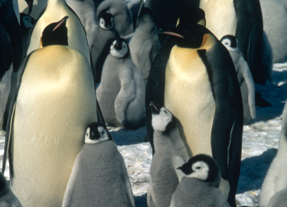 Emperor penguins with chicks at Auster rookery, near Mawson station