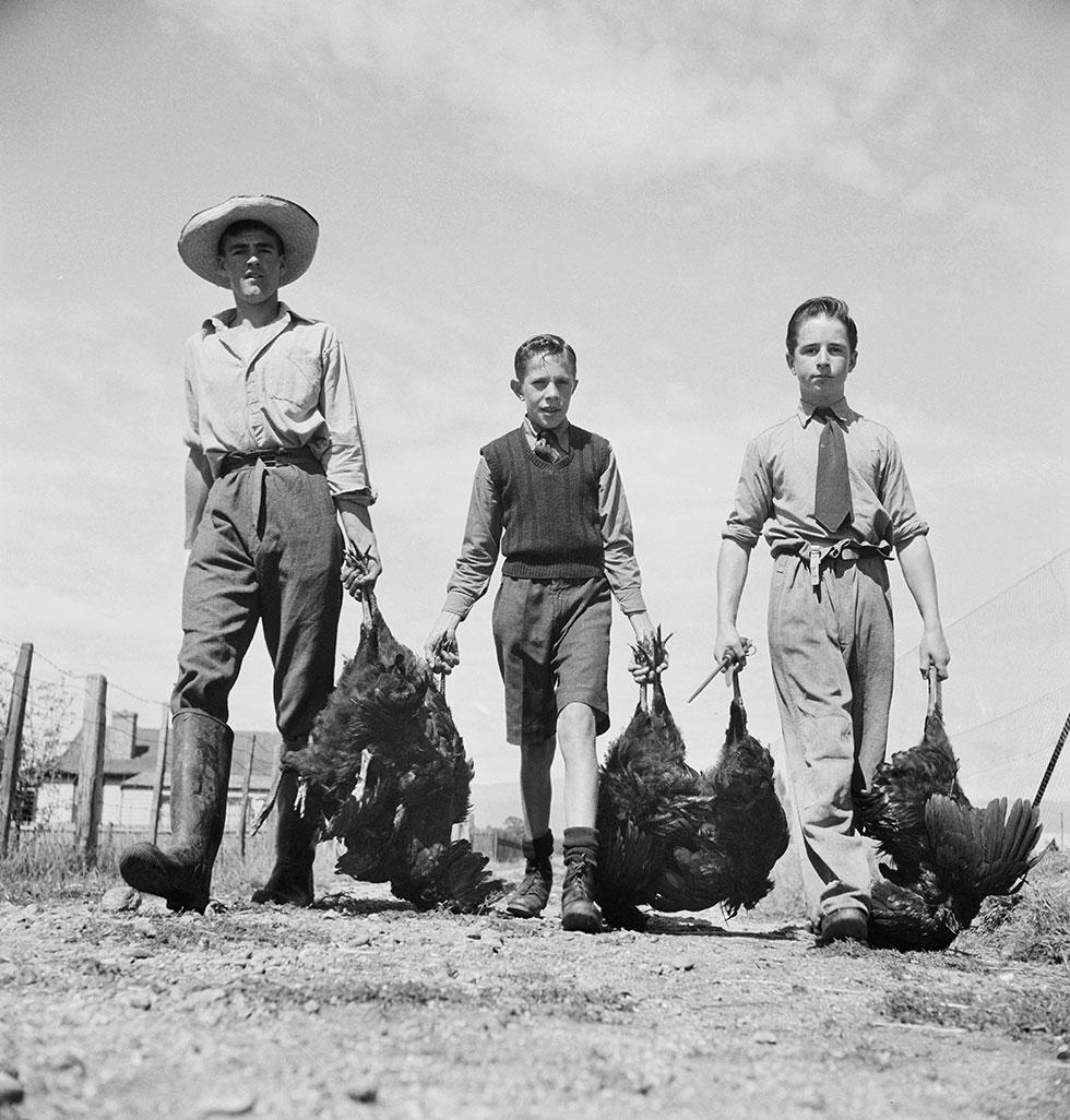 3 boys carrying 2 chickens each by their feet.