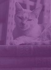 A domestic cat lounging on a stack of books