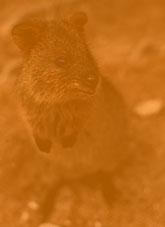 A small Australian marsupial Quokka
