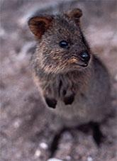 A small Australian marsupial Quokka