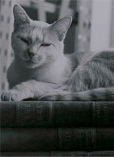 A domestic cat lounging on a stack of books
