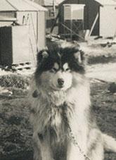 A huskie sitting outside a hut.