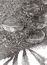 Drawing of Banksia seritafolia