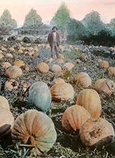A man standing among pumpkins in a field.