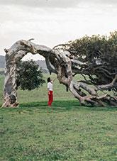 A woman standing beneath the arched trunk of a large tree growing horizontally.