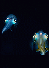 2012 – Overall Winner. Squid School (detail). Photographer: Wayne Osborn