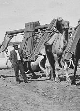 Men standing beside camels loaded with timber.