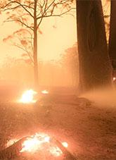 Tree branches and logs burning on a forest floor.