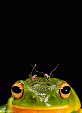 Image: 2016 – Overall Winner. Piercing headache (detail). Photographer: Matthew McIntosh.