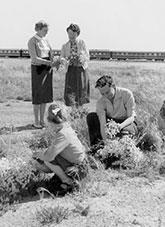 Passengers from a train picking wild flowers