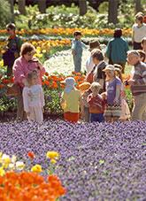 People walking amongst colourful flower beds