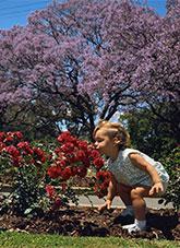 A toddler smelling roses