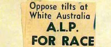ALP for race purity. Newspaper article