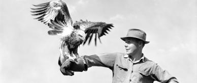 A photograph of a sea eagle on the arm of its handler. NAA: A1200, L58173.