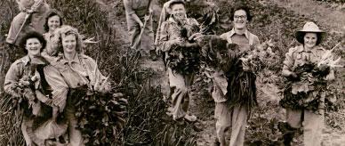 Women dressed in overalls harvesting vegetables.