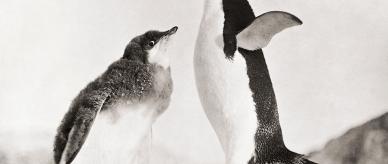 A small penguin with chick