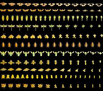 Decaying insects