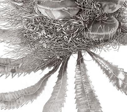 Drawing of Banksia seritafolia
