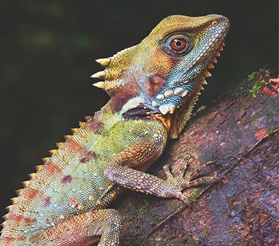Possibly a Boyd's forest dragon resting on a branch. Photographer: S and K Breeden.