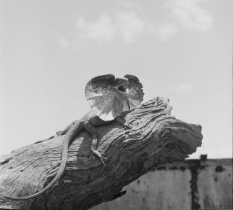 A frilled neck lizard on a log assuming a defensive stance, 1961. NAA: A1200, L40683.