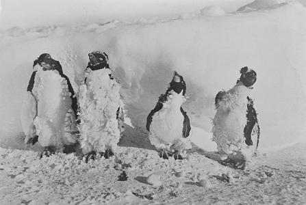 4 penguins covered with ice crystals.