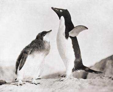 A small penguin with chick