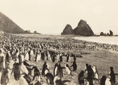 A mass of penguins
