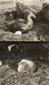Nesting sea birds.