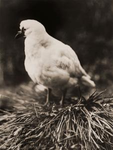 A bird perched on a grass tussock.