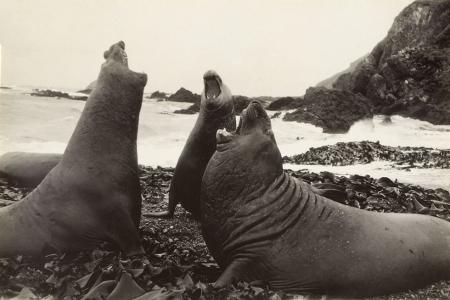 3 large seals with their heads raised and mouths open.