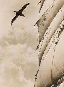 An Albatross flies past the ships' sails.