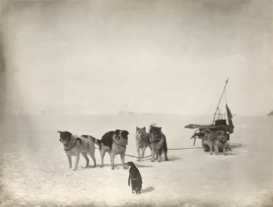A penguin and Huskies with a sled observing each other
